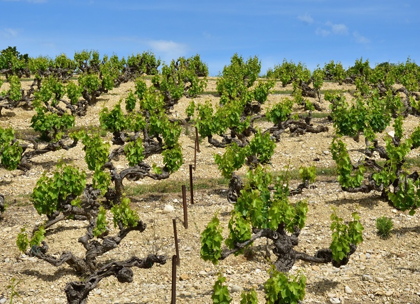 vente exploitations viticoles provence